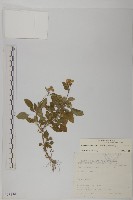 霍香薊藏品圖，第1張