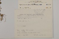 霍香薊藏品圖，第2張