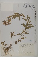 臺灣馬蘭藏品圖，第1張