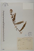 臺灣馬蘭藏品圖，第1張