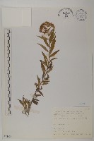 臺灣馬蘭藏品圖，第1張