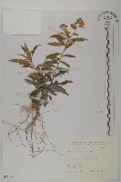 臺灣馬蘭藏品圖，第1張