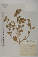 變葉藜藏品圖，第1張