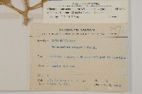 變葉藜藏品圖，第2張