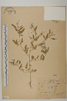 小葉藜藏品圖，第1張