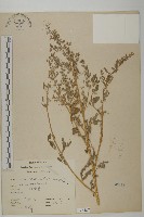 小葉藜藏品圖，第1張