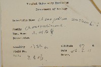 小葉藜藏品圖，第2張