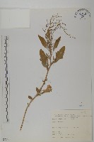 藜、灰藜藏品圖，第1張