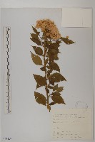 艾納香藏品圖，第1張