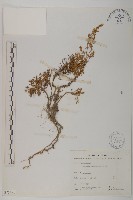 高山艾藏品圖，第1張