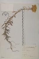 抱莖籟簫藏品圖，第1張