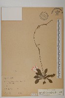 臺灣鬼督郵藏品圖，第1張