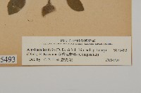 臺灣鬼督郵藏品圖，第3張