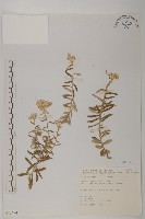 玉山抱莖籟簫藏品圖，第1張