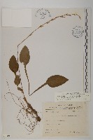 臺灣鬼督郵藏品圖，第1張