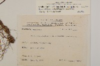 臺灣鬼督郵藏品圖，第2張