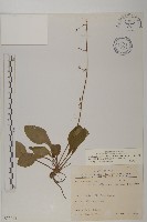 臺灣鬼督郵藏品圖，第1張