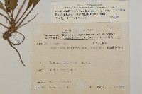 臺灣鬼督郵藏品圖，第2張