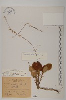 臺灣鬼督郵藏品圖，第1張