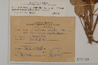 臺灣鬼督郵藏品圖，第2張