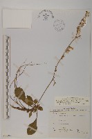 臺灣鬼督郵藏品圖，第1張