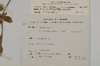 臺灣鬼督郵藏品圖，第2張