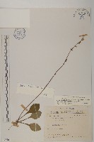 臺灣鬼督郵藏品圖，第1張