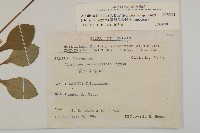 臺灣鬼督郵藏品圖，第2張