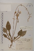 臺灣鬼督郵藏品圖，第1張