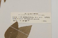 臺灣鬼督郵藏品圖，第3張