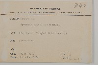 紫花霍香薊藏品圖，第2張