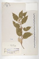 鄧氏胡頹子藏品圖，第1張