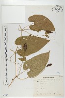 斑花青牛膽藏品圖，第1張