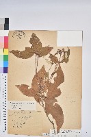 裡白巴豆藏品圖，第1張