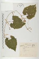 青牛膽藏品圖，第1張