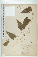 斑花青牛膽藏品圖，第1張