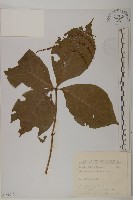 臺灣及己藏品圖，第1張