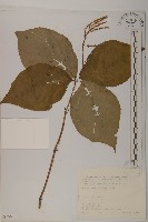 臺灣及己藏品圖，第1張