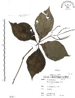 臺灣及己藏品圖，第1張