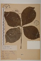 臺灣及己藏品圖，第1張