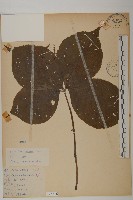 臺灣及己藏品圖，第1張