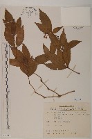 草珊瑚、紅果金粟蘭藏品圖，第1張