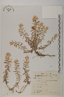 抱莖籟簫藏品圖，第1張