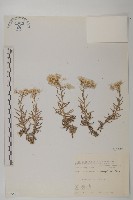 尼泊爾籟簫藏品圖，第1張