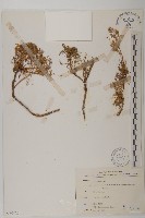 高山艾藏品圖，第1張