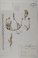 尼泊爾籟簫藏品圖，第1張