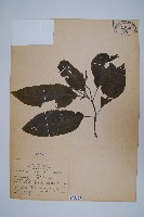 山青藏品圖，第1張