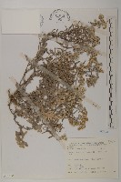 抱莖籟簫藏品圖，第1張