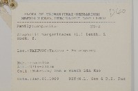 抱莖籟簫藏品圖，第2張