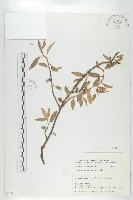 臺灣胡頹子藏品圖，第1張